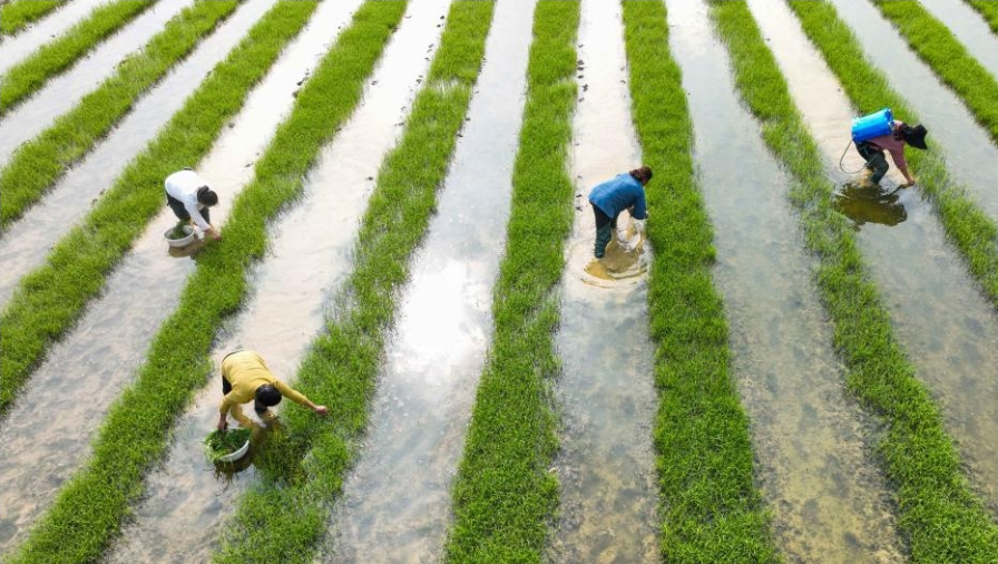 중국 각지, 농사로 바쁜 손길
