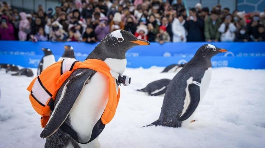 할빈 '타오쉐 펭귄' 첫 '팬 미팅' 개최