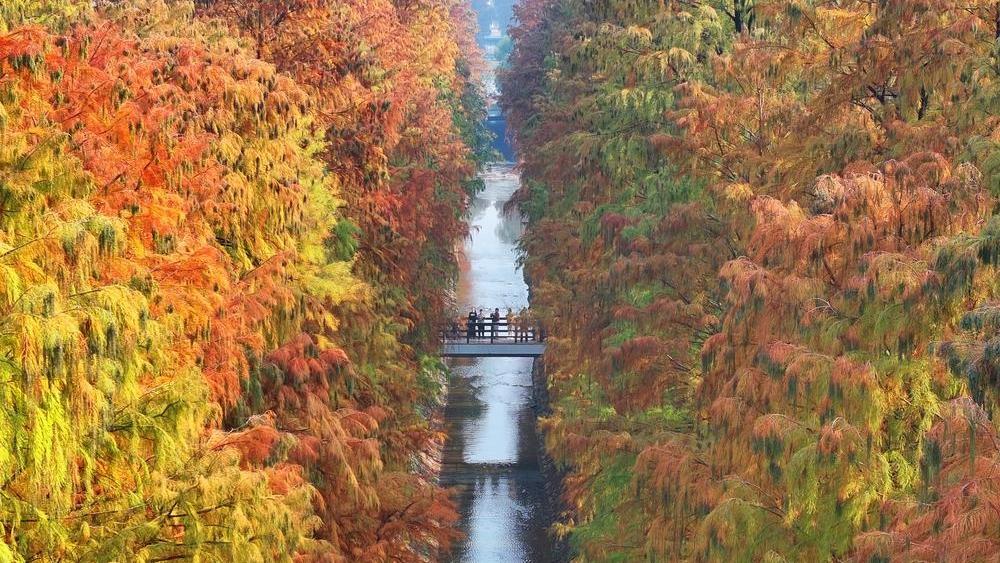 아름다운 빛깔로 물든 중국 각지의 초겨울