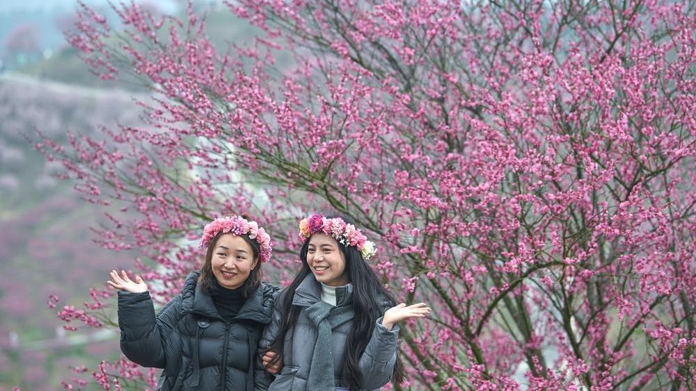 분홍빛 매화 가득 핀 귀주 매화원 개장
