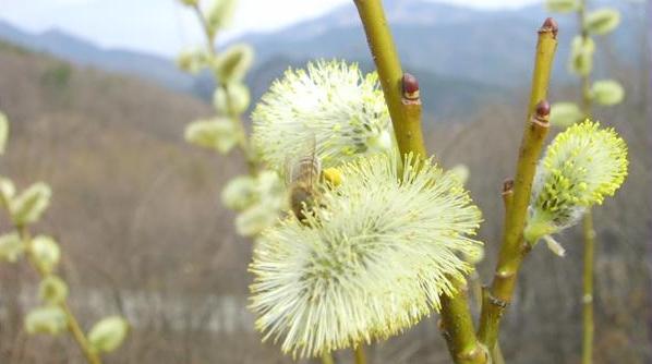 [수필] 꿈이 싹트는 봄- 박병선