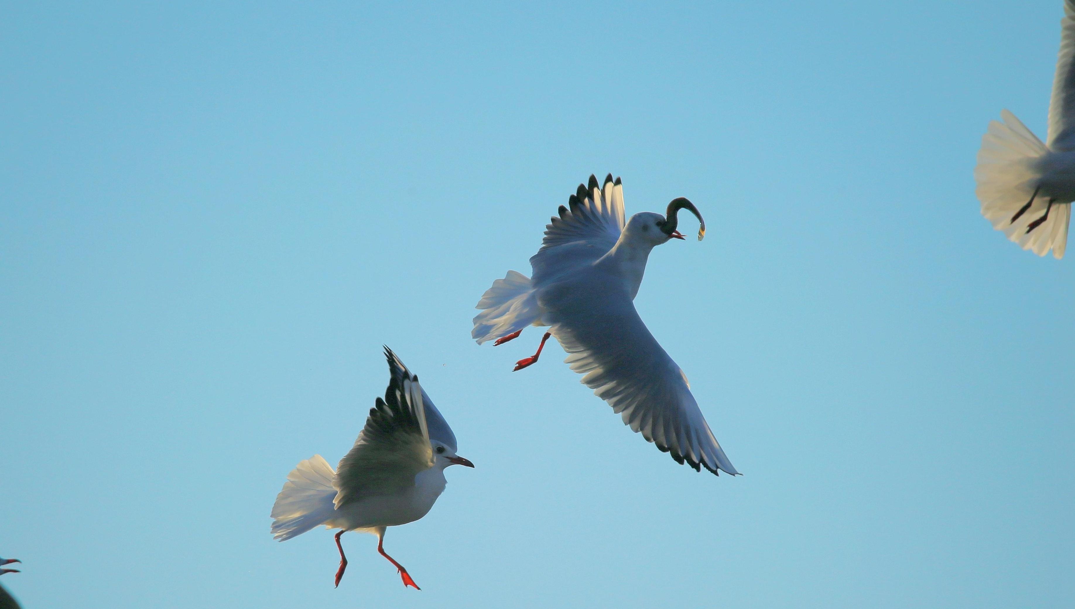 붉은 부리 갈매기 봄과 함께 찾아와