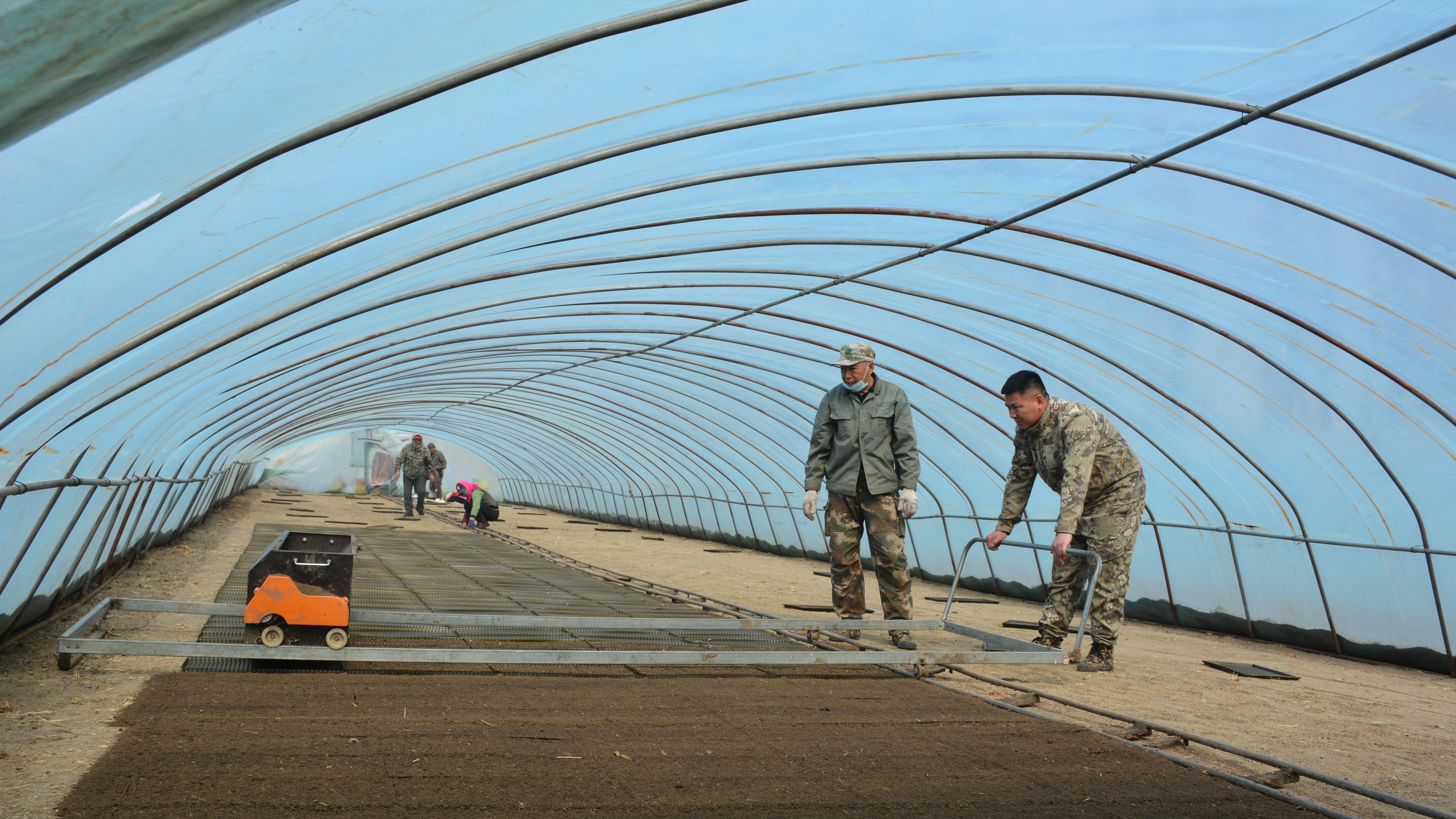 흑룡강성 각지 밀 봄파종과 벼육묘 질서있게 추진