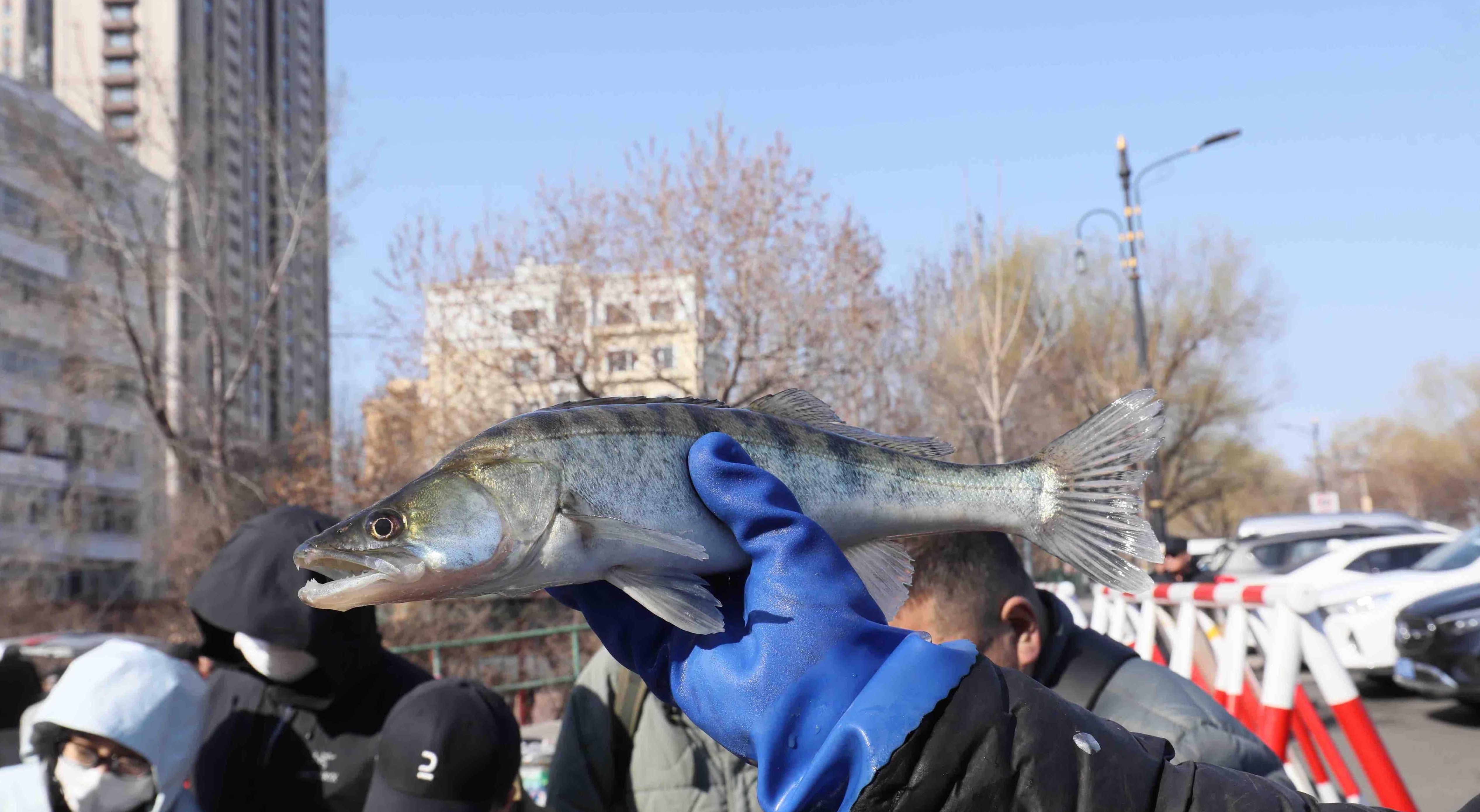 송화강 봄철 생선 '대풍작', 신선함 맛보러 오세요