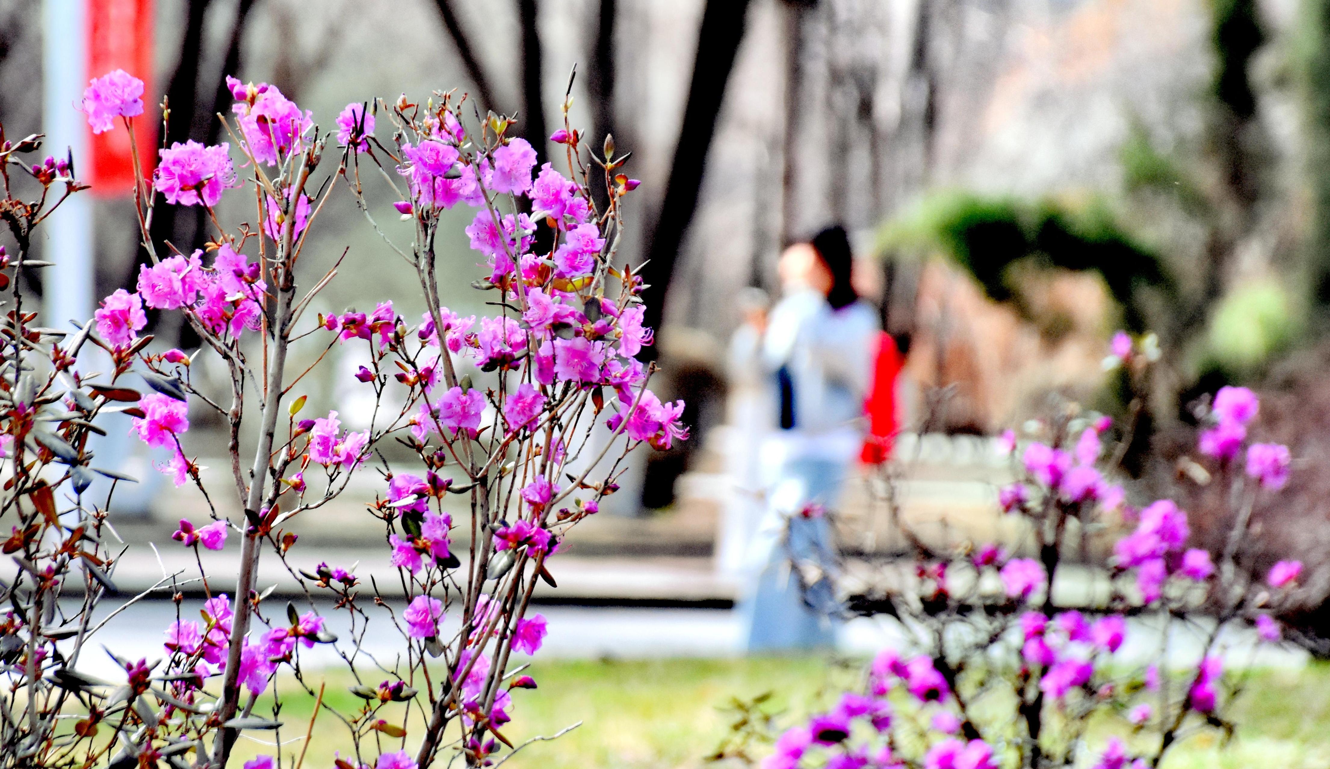 활짝 핀 진달래 교정 붉게 물들여