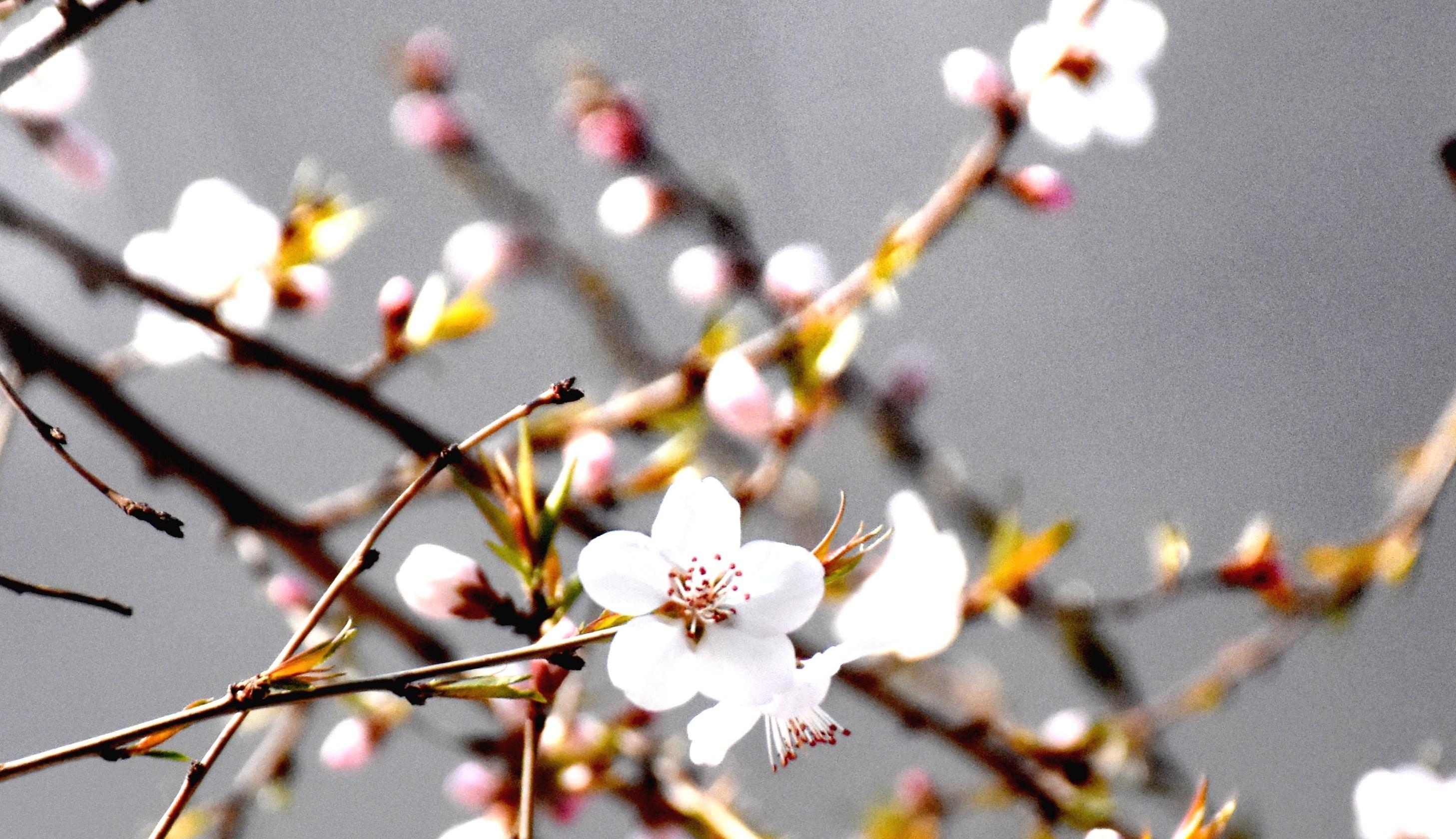 할빈 꽃놀이철 시작...복숭아꽃 만개